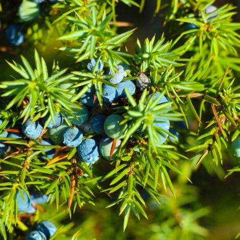 Genièvre (Juniperus communis)
