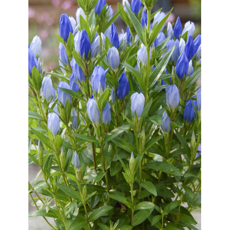 Gentiane 'Blue Star' Godet de 8/9 cm