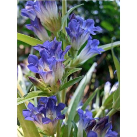 Gentiane de Sibérie Godet de 8/9 cm