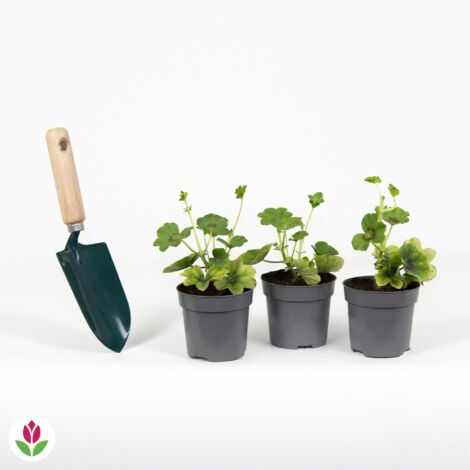 Géranium lierre bicolore - Le paquet de 3 en pots de 10,5 cm. - Willemse