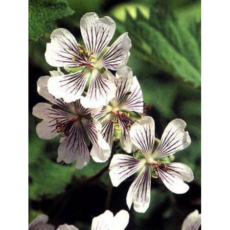 Géranium vivace à feuilles de crèpe Godet de 8/9 cm