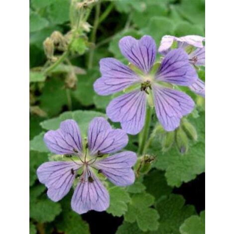 Géranium vivace à feuilles de crèpe 'Philippe Vapelle' Godet de 8/9 cm