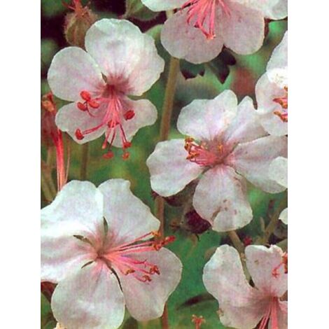 Géranium vivace 'Biokovo' Godet de 8/9 cm
