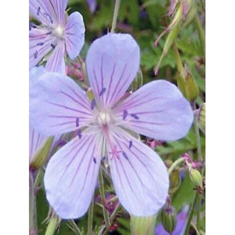 Géranium vivace 'Blue Cloud' Pot de 2L/3L
