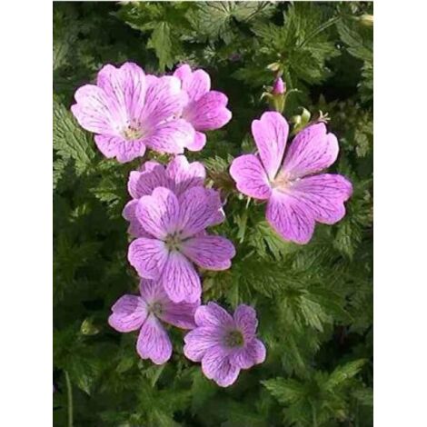 Géranium vivace 'Claridge Druce' Pot de 2L/3L