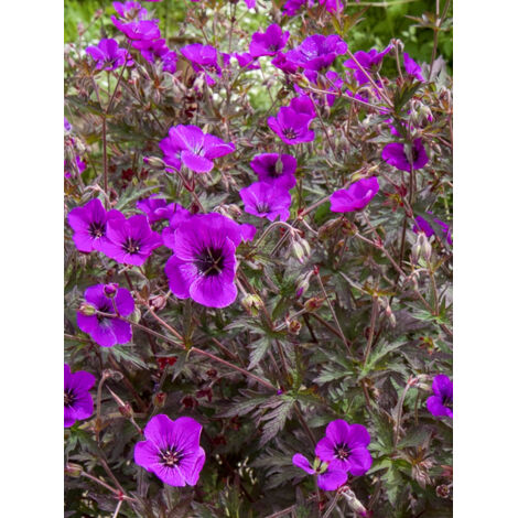 Géranium vivace 'Dark Eyes' Godet de 8/9 cm