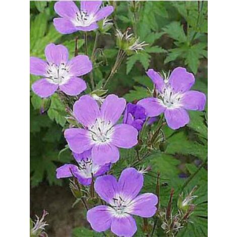 Géranium vivace des bois 'Mayflower' Godet de 8/9 cm