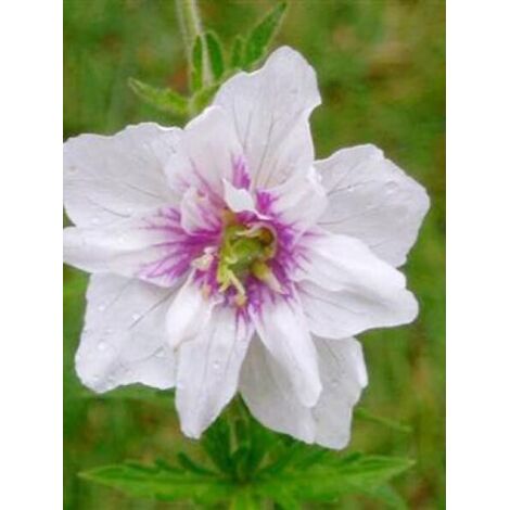 Géranium vivace des près 'Algera Double' Pot de 2L/3L