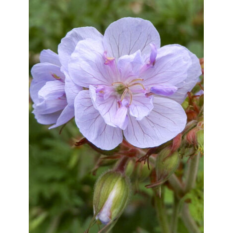 Géranium vivace des près 'Else Lacey' Godet de 8/9 cm