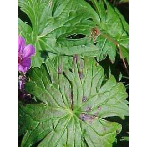 Géranium vivace 'Dilys' Godet de 8/9 cm