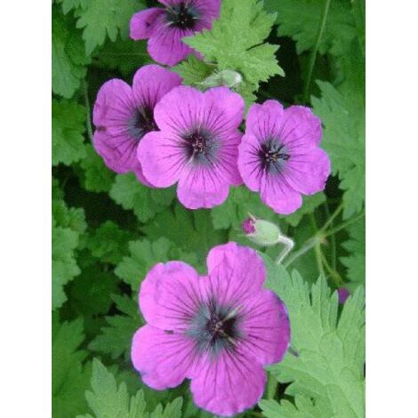 Géranium vivace 'Dragon Heart'® Godet de 8/9 cm