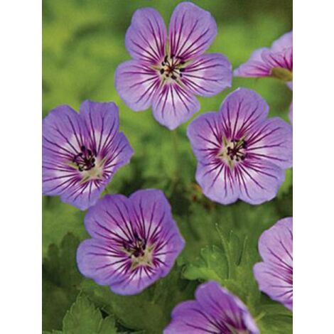 Géranium vivace 'Havana Blues' Godet de 8/9 cm