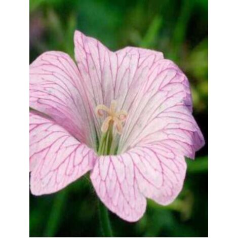 Géranium vivace 'Hollywood' Godet de 8/9 cm