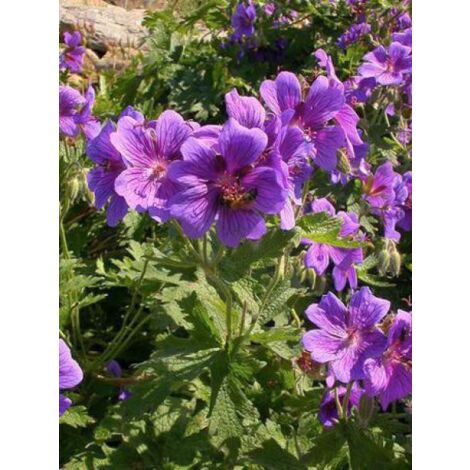 Géranium vivace ibericum Godet de 8/9 cm