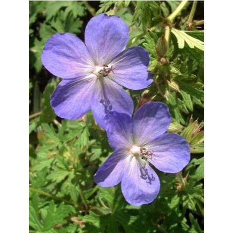 Géranium vivace 'Johnson's Blue' Pot de 2L/3L