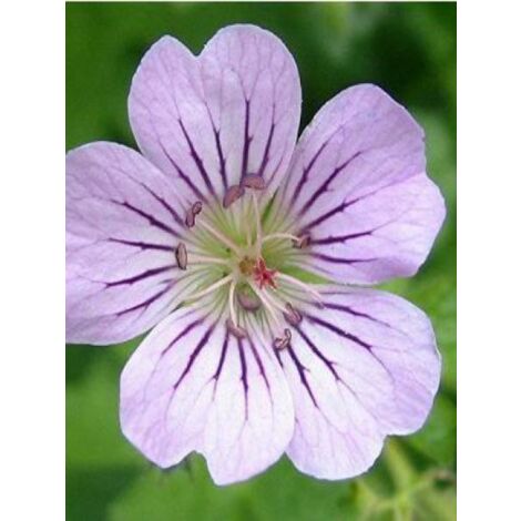 Géranium vivace 'Karen Wouters' Godet de 8/9 cm
