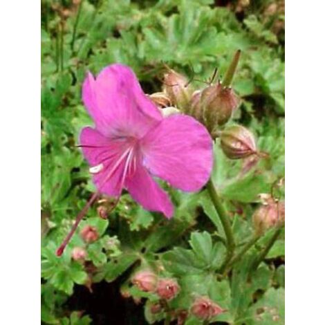 Géranium vivace 'Karmina' Godet de 8/9 cm