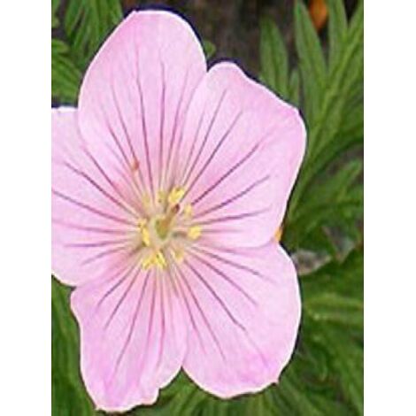 Géranium vivace 'Kashmir Pink' Godet de 8/9 cm