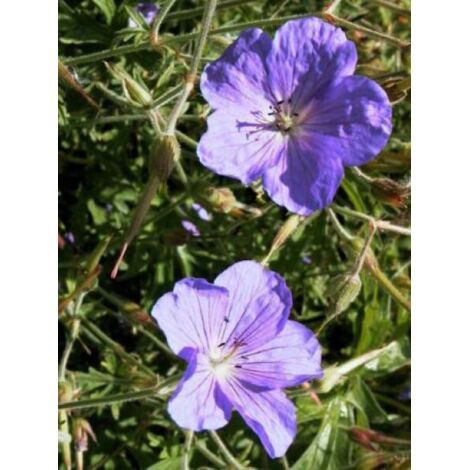Géranium vivace 'Kashmir Purple' Pot de 2L/3L