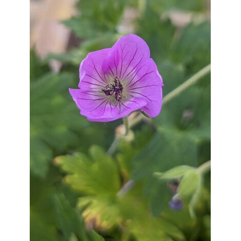 Géranium vivace 'Kelly-Anne' Godet de 8/9 cm