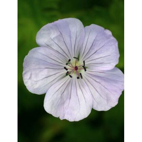 Géranium vivace 'Lilac Ice'® Godet de 8/9 cm