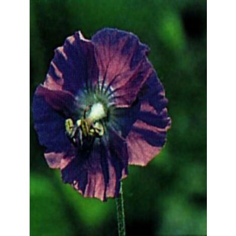 Géranium vivace livide Godet de 8/9 cm