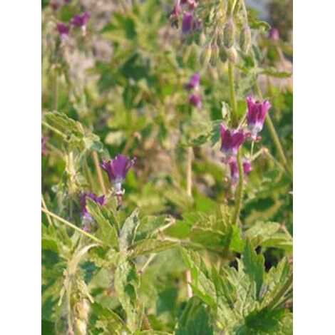 Géranium vivace livide 'Golden Spring' Godet de 8/9 cm