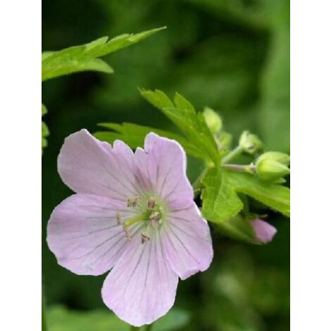 Géranium vivace maculé 'Chatto' Godet de 8/9 cm