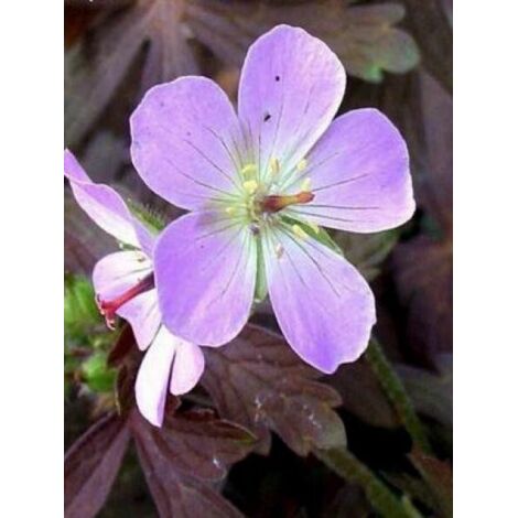 Géranium vivace maculé 'Espresso' Godet de 8/9 cm