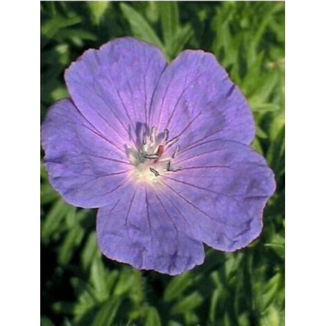Géranium vivace 'Orion' Pot de 2L/3L