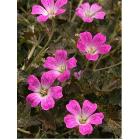 Géranium vivace 'Orkney Cherry' Godet de 8/9 cm