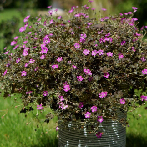 Géranium vivace Orkney Cherry | Pot de 3L - 10/40 cm