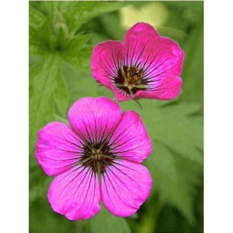 Géranium vivace psilostemon Godet de 8/9 cm