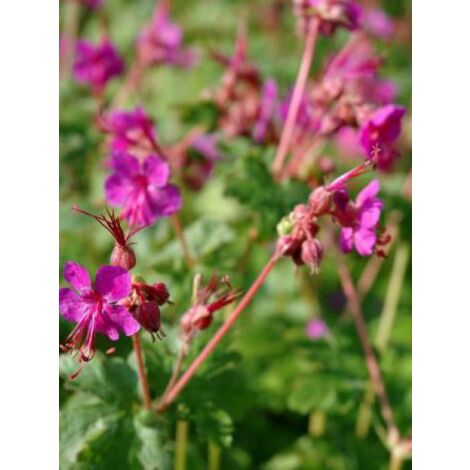 Géranium vivace rhizomateux 'Czakor' Godet de 8/9 cm