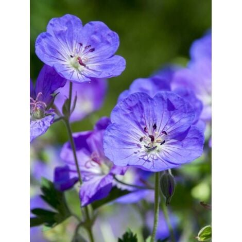 LE JARDIN DU PIC VERT Géranium vivace 'Rozanne' Godet de 8/9 cm
