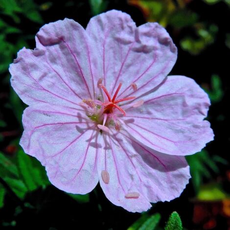 Géranium vivace sanguin 'Compactum' Godet de 8/9 cm