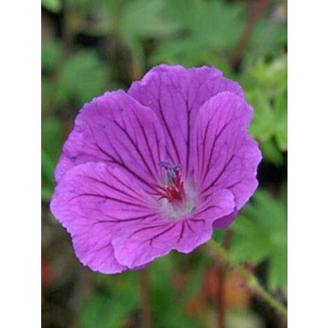 Géranium vivace sanguin 'Hannelore' Godet de 8/9 cm