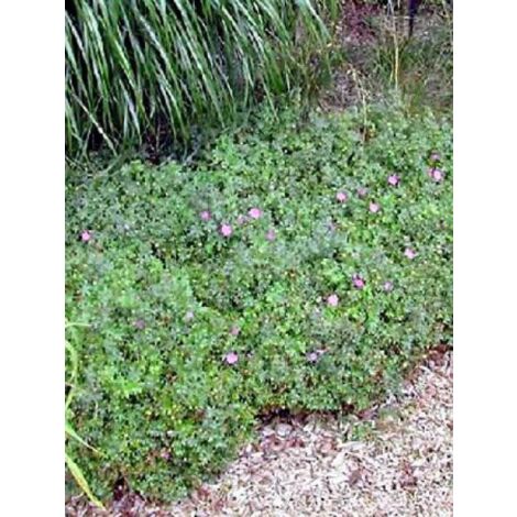 Géranium vivace sanguin 'Max Frei' Godet de 8/9 cm