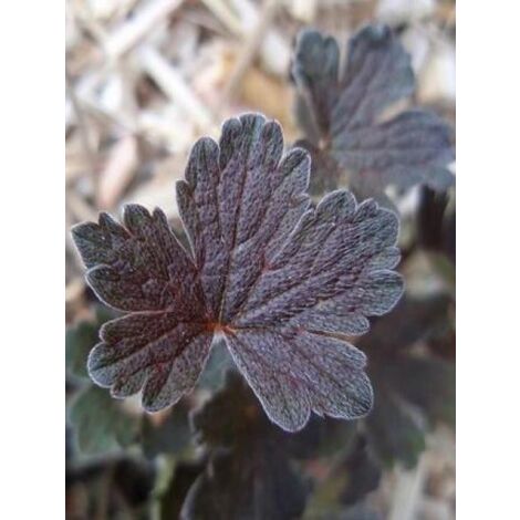 Géranium vivace 'Sanne' Godet de 8/9 cm