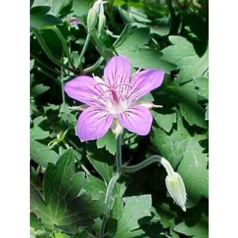 Géranium vivace wlassovianum Godet de 8/9 cm