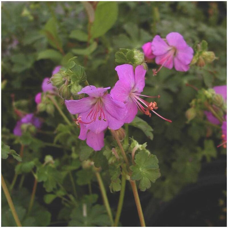 Géranium vivace x cantabrigiense Karmina/Lot de 5 godets - Rose