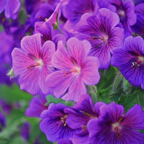 Géranium vivace x Rozanne® 'Gerwat'