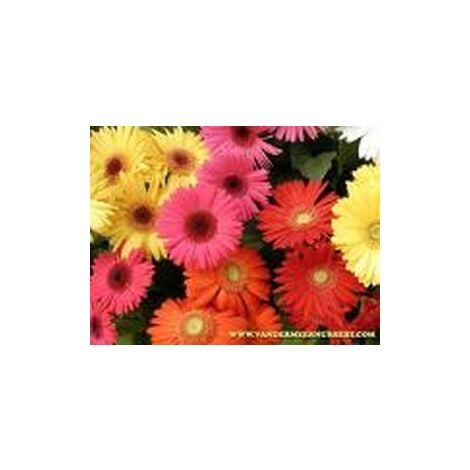 Gerbera HYB F1 vivace varié - 0,1g