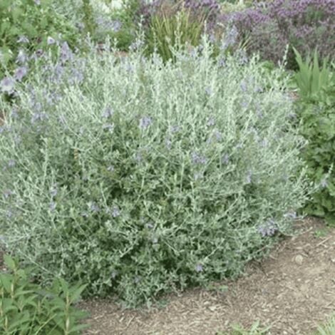 Germandrée Arbustive (Teucrium Fruticans) - Godet - Taille 13/25cm