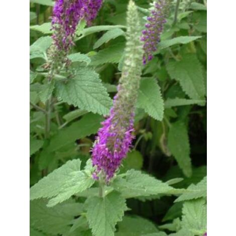 Germandrée hyrcanicum Godet de 8/9 cm