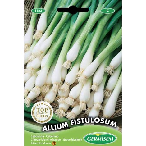 Germisem Allium Fistulosum Semi di Erba Cipollina 2 g