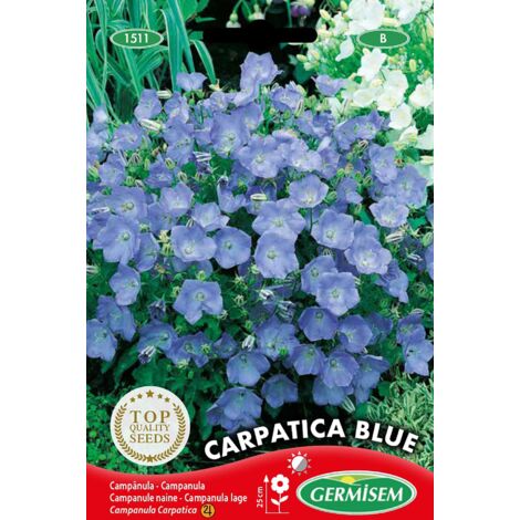 Germisem Carpatica Blue Semi di Campanula 0.5 g