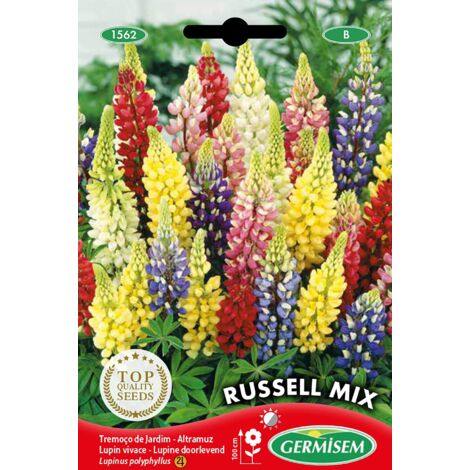 Germisem EC1562 Sementi