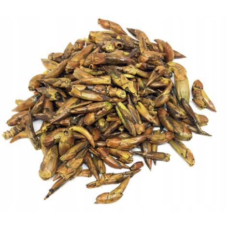 Germogli interi di pioppo nero essiccati 500 g 100%