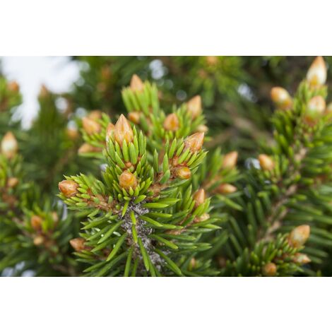 Gewöhnliche Fichte 'Will's Zwerg' Picea abies 'Will's Zwerg' C 5 30-  40